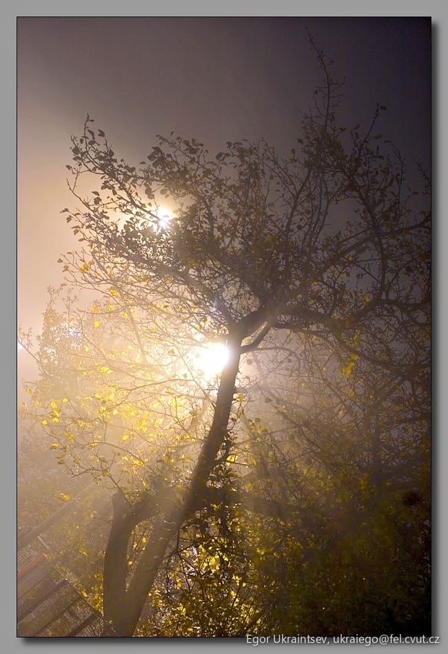 Tree in the fog