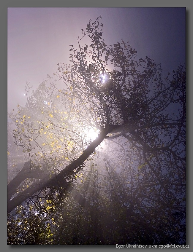 Sun shining through the branches