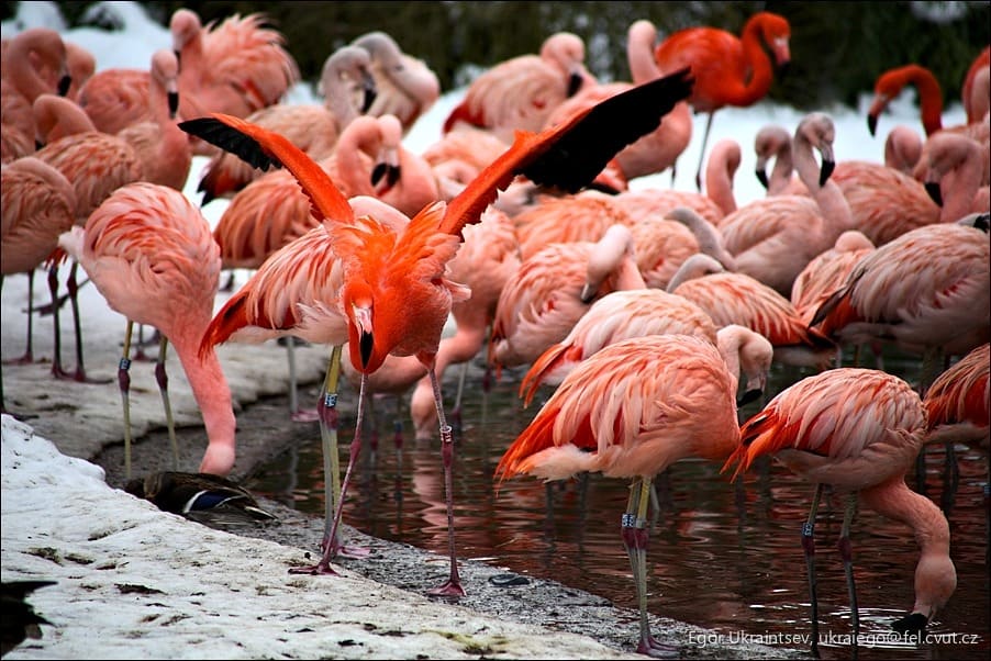 Flock of pink flamingos