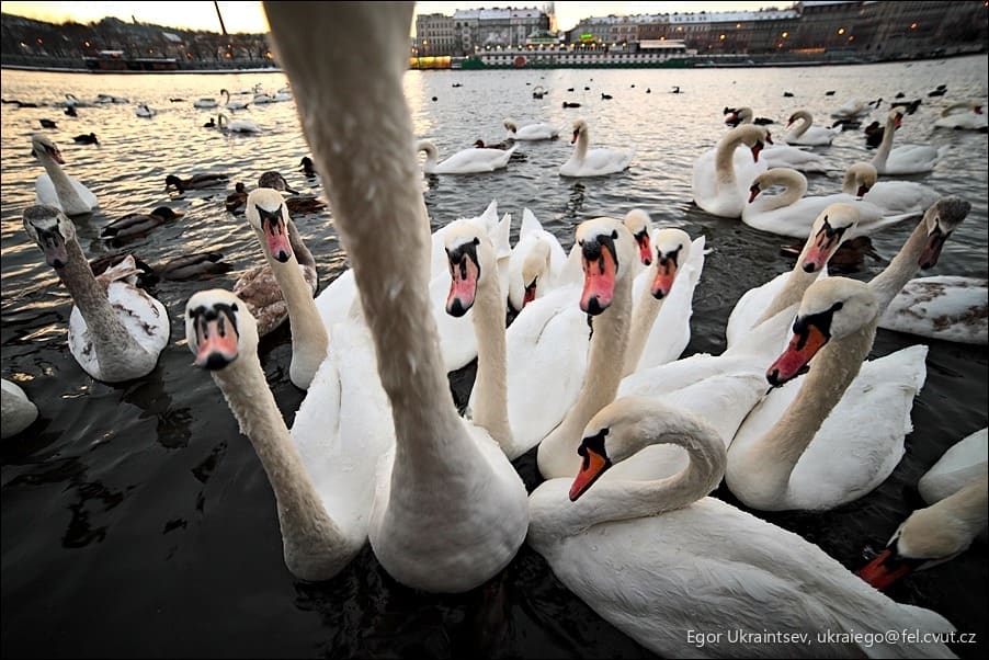 Swans on the river thames