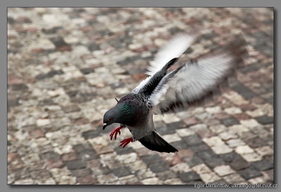 Pigeon in flight