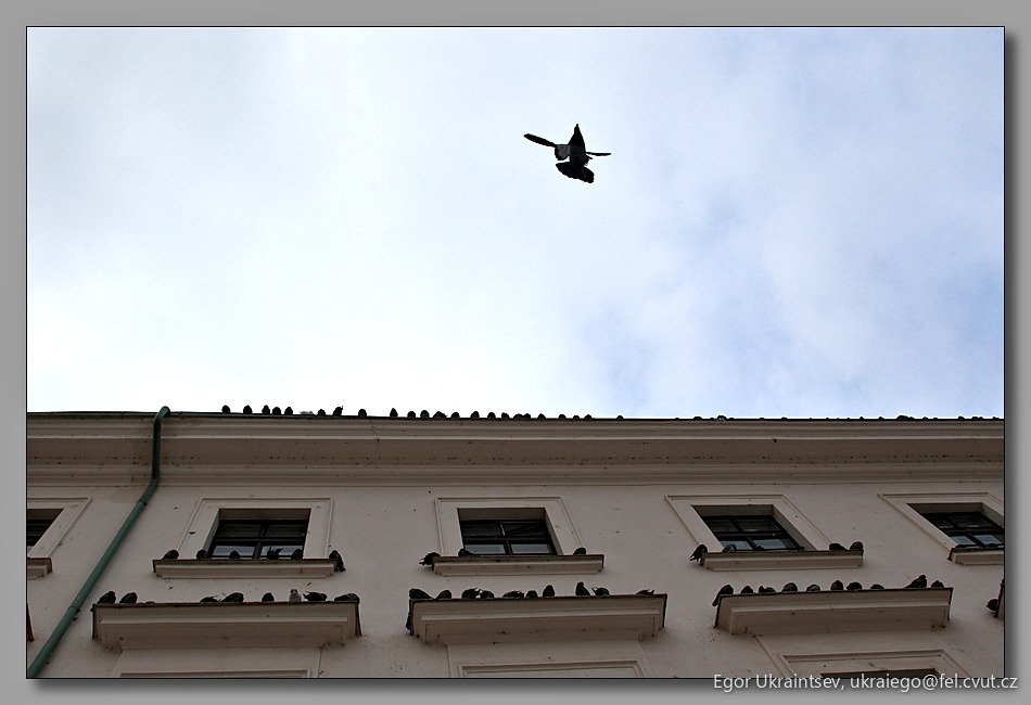 Bird flying over a building