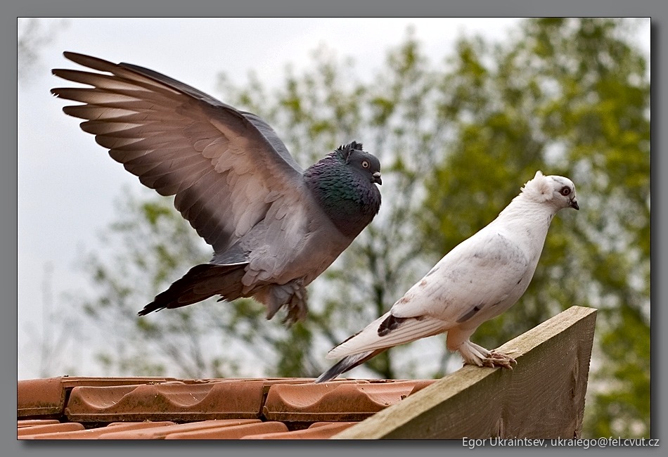 Pigeon and a pigeon