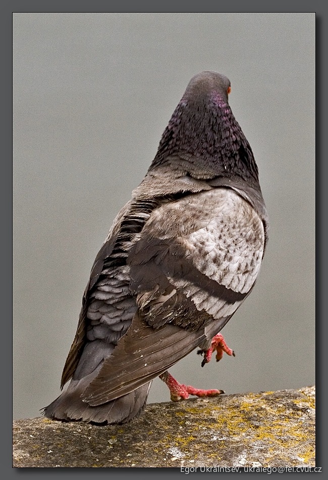 Pigeon sitting on a rock