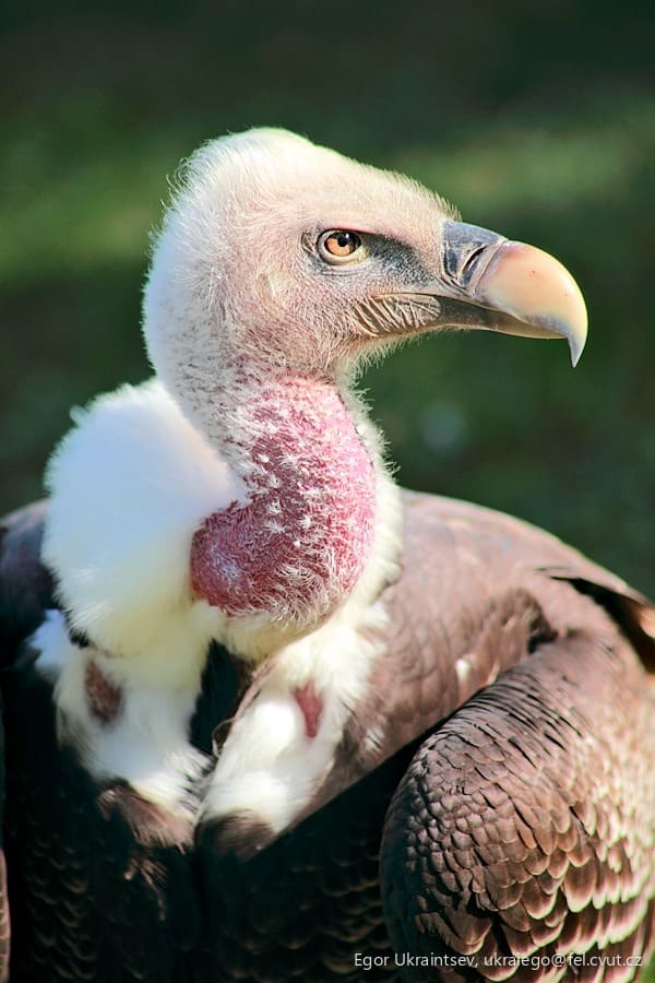 Vulture