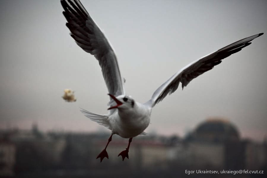 Seagul in flight