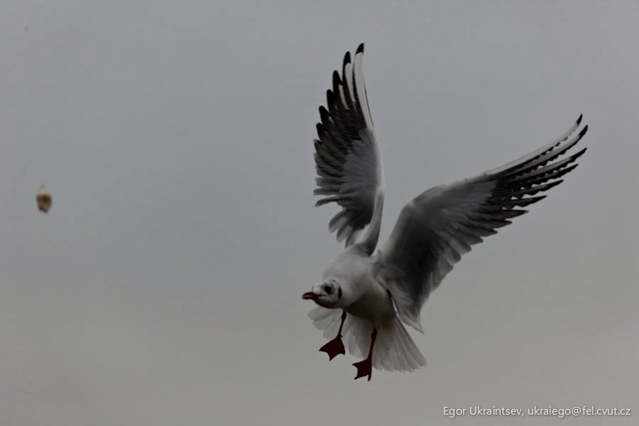 Seagul in flight