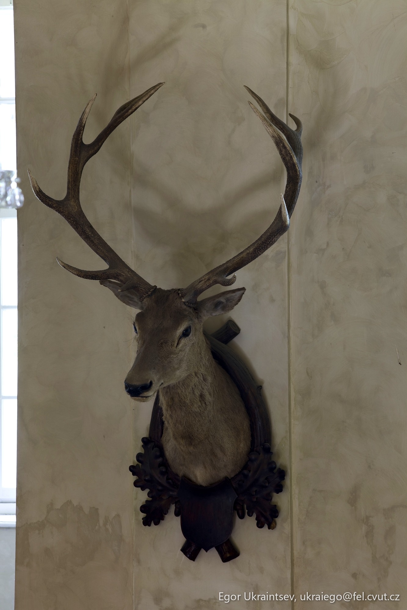 Deer head mounted