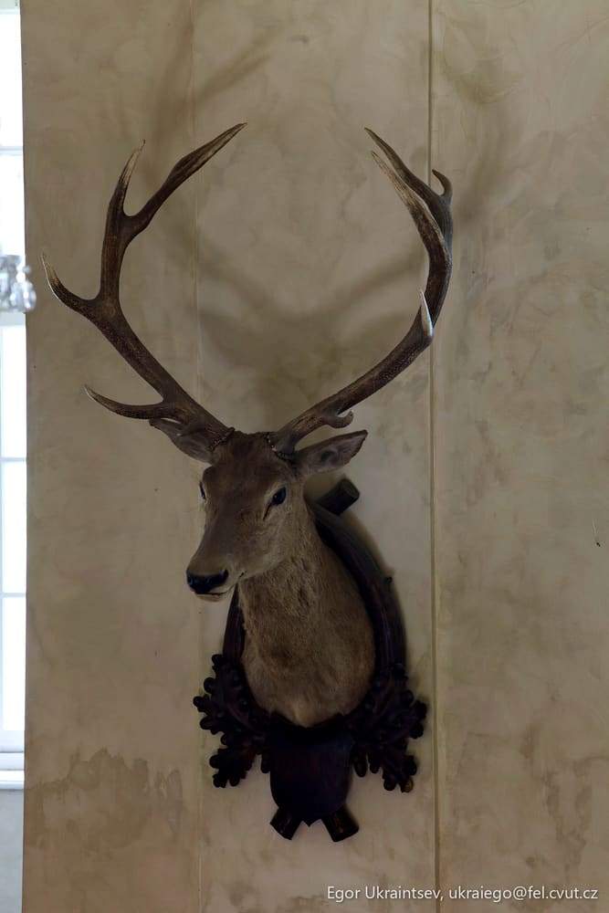 Deer head mounted