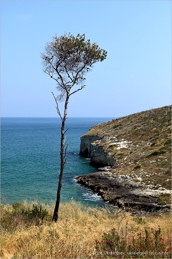 Lone tree on the coast