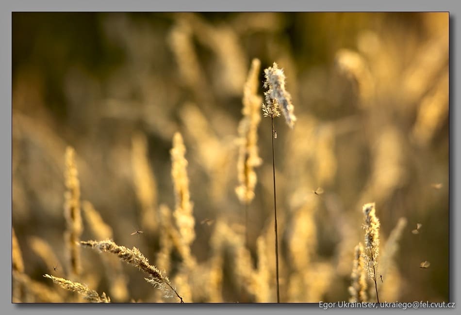 Field of tall grass