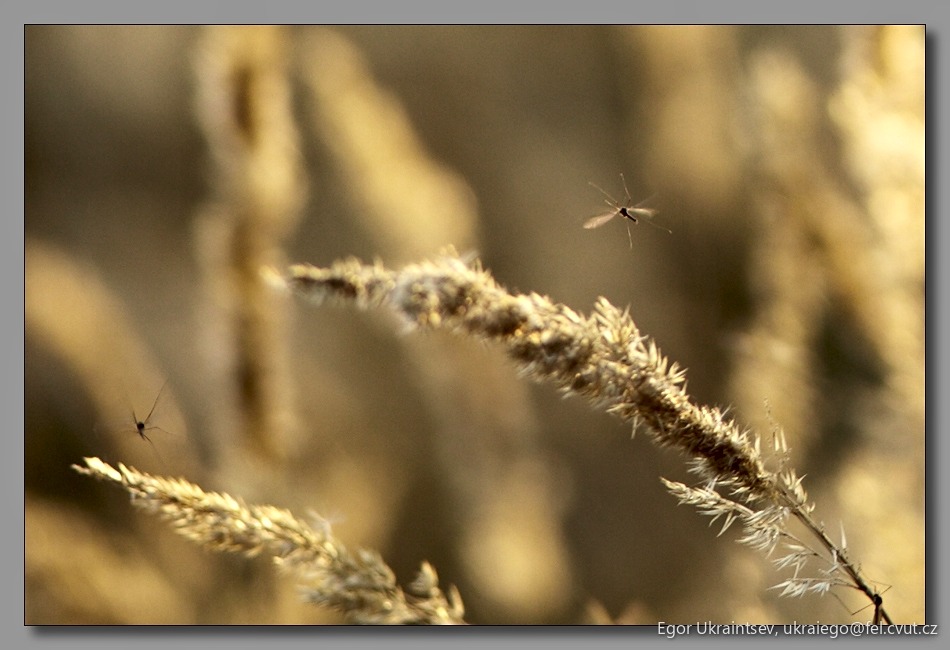 Cattail