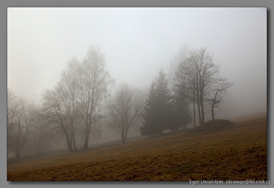 Trees in the fog