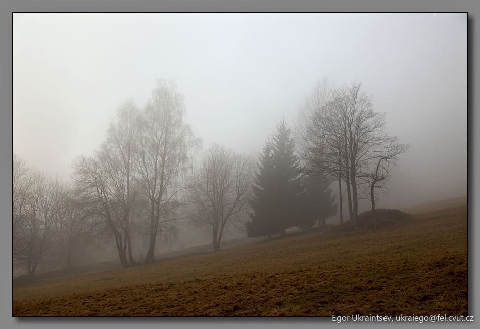 Trees in the fog
