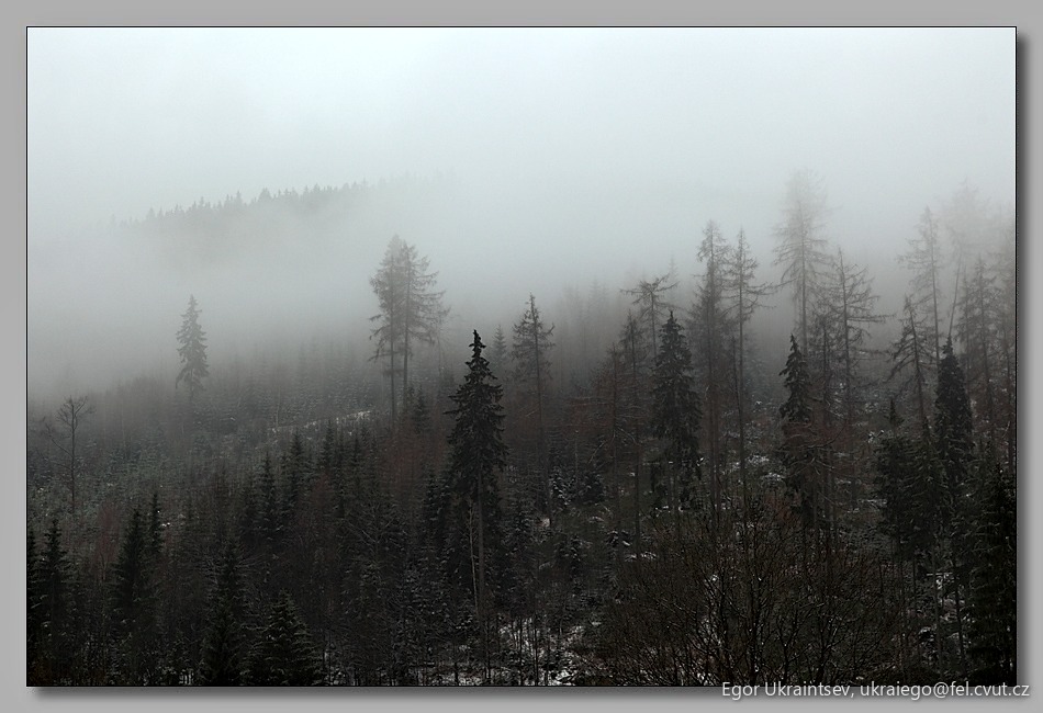 Forest in the fog
