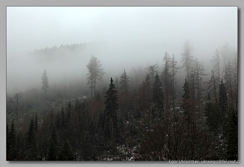 Forest in the fog