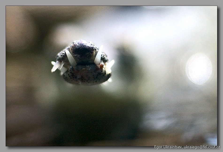 Spider