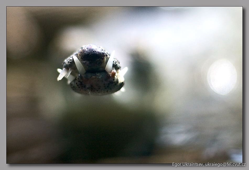 Spider