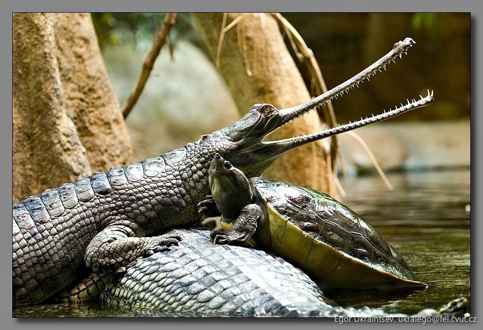 Crocodiles in the water