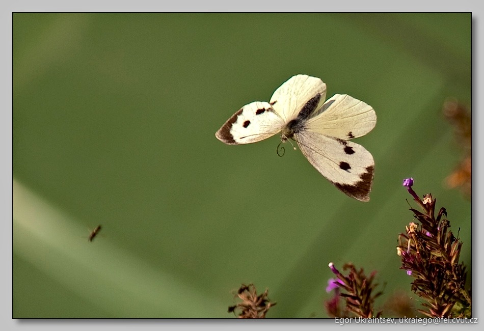 White butterfly in flight