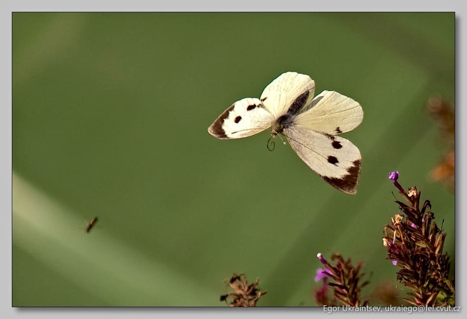 White butterfly in flight