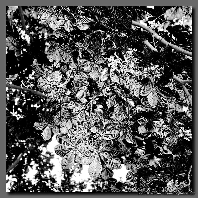 Leaves in black and white
