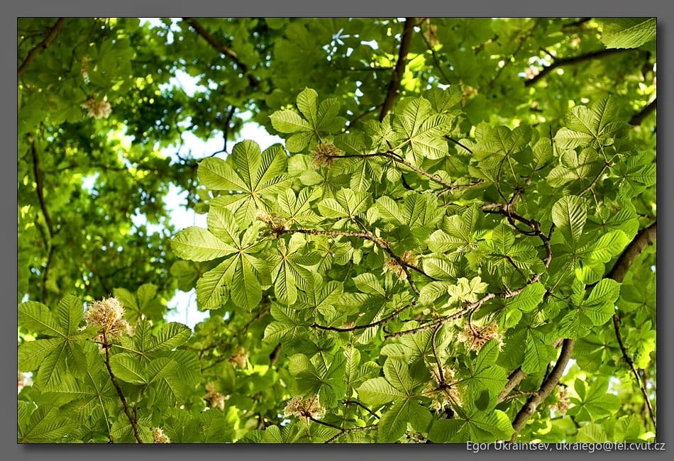 Tree with green leaves