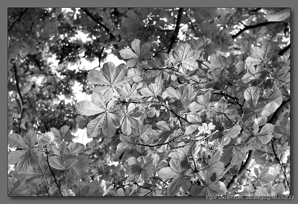 Tree in black and white