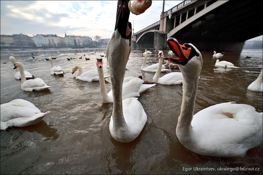 Swans on the river thames