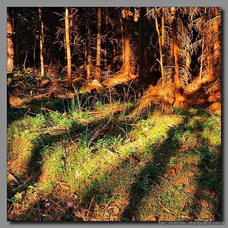Forest with moss and trees
