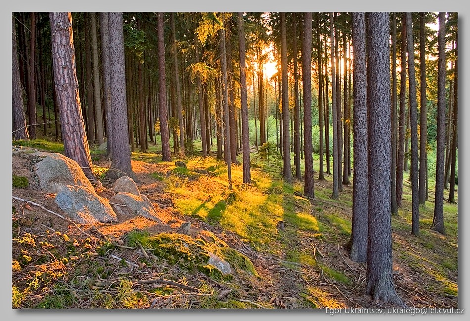 Sun shining through the trees