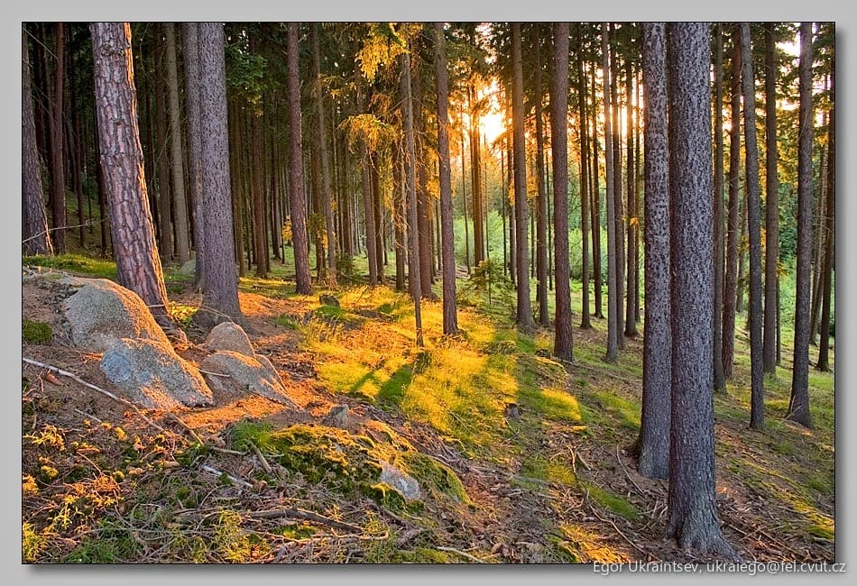 Sun shining through the trees