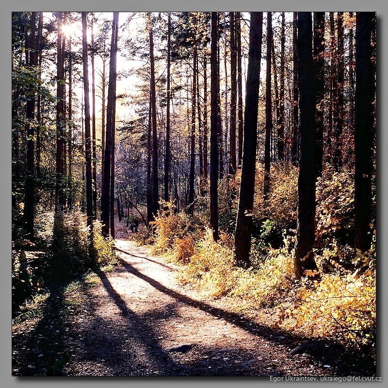 Path in the woods
