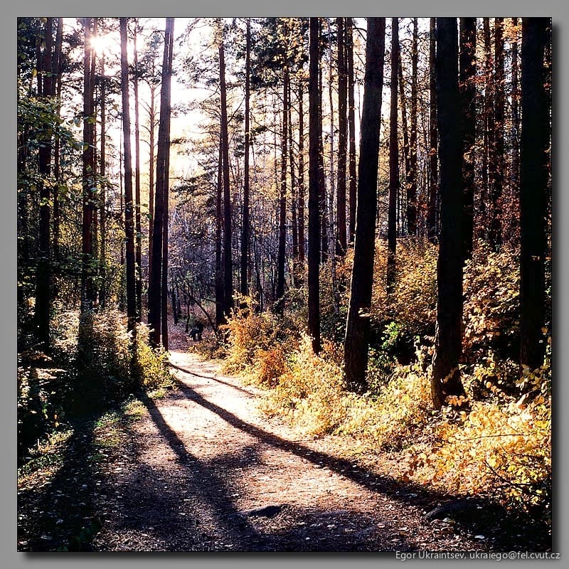 Path in the woods