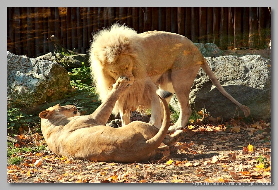 Lion and her cub