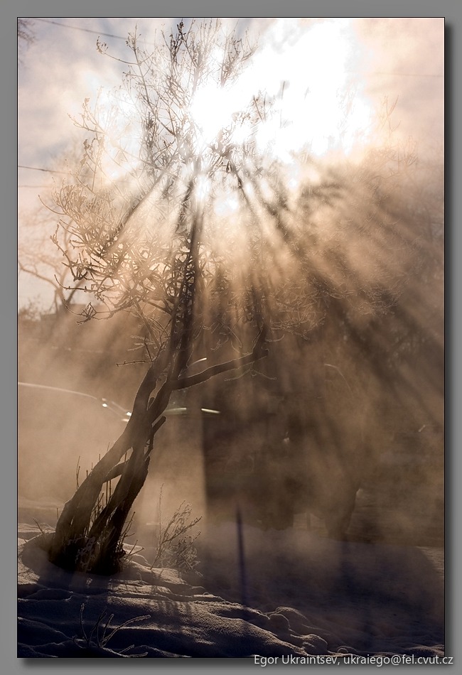 Tree with the sun shining