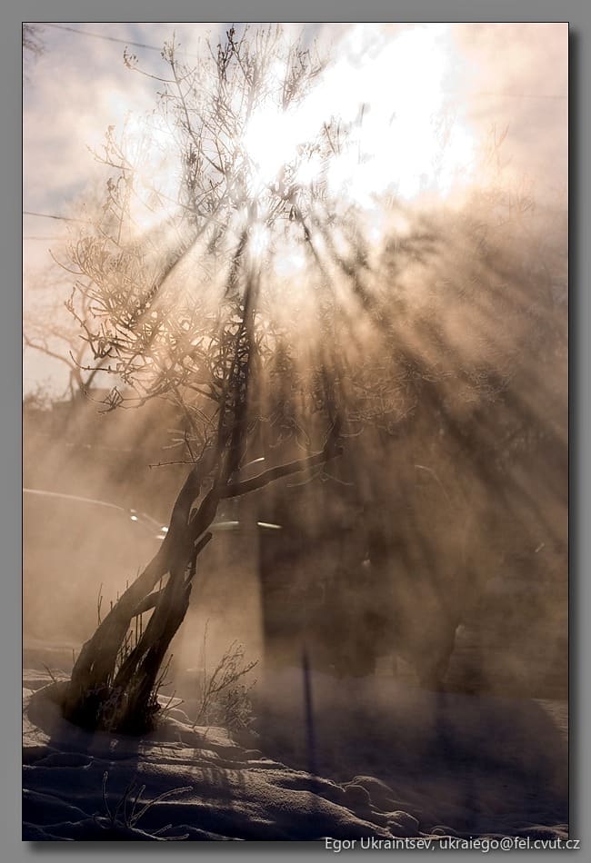 Tree with the sun shining