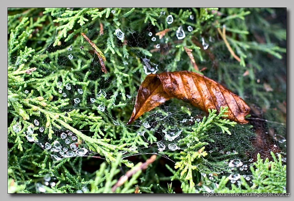 Leaf on a moss covered