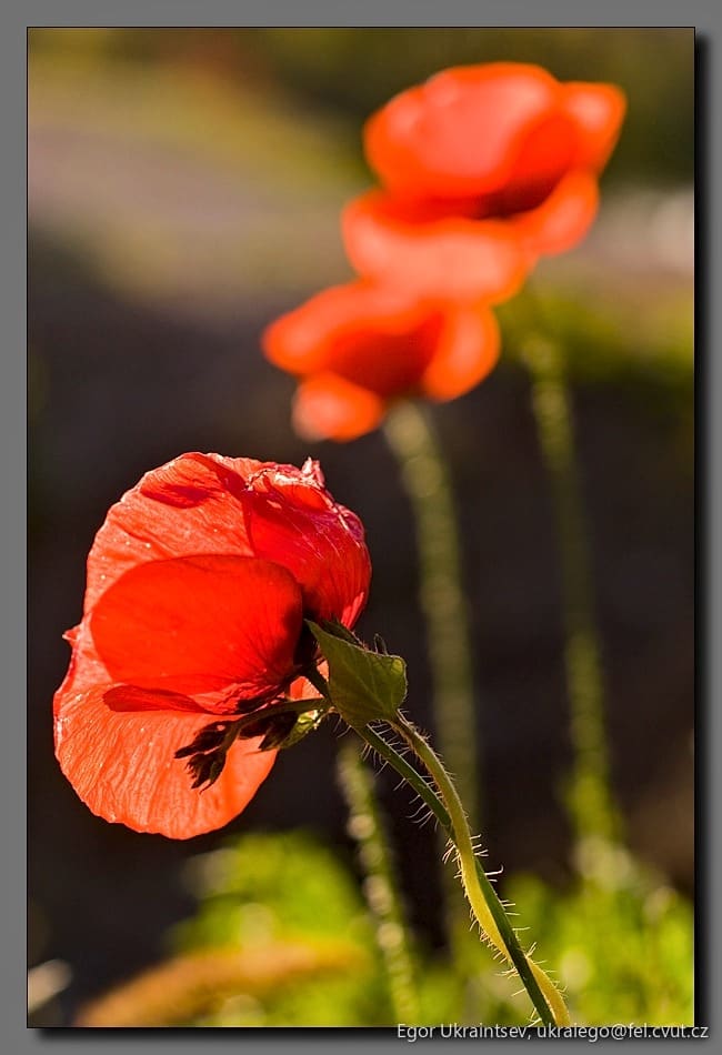 Red poppy flowers