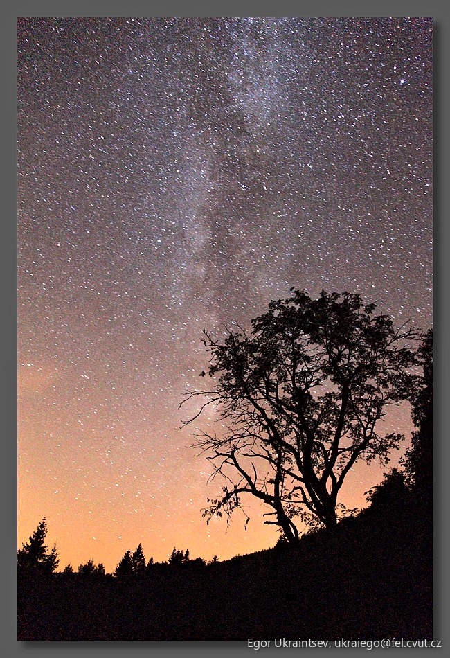 Tree against a starry sky