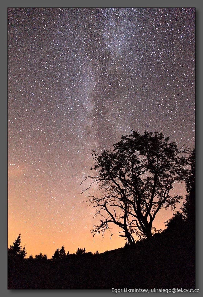 Tree against a starry sky