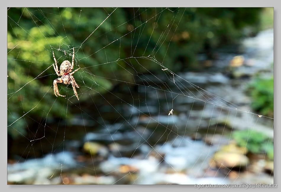 Garden spider