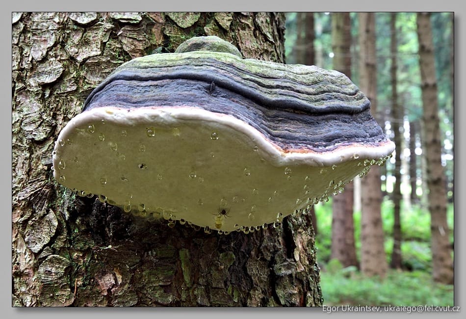 Mushroom growing on a tree