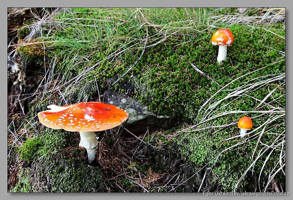 Orange mushrooms growing