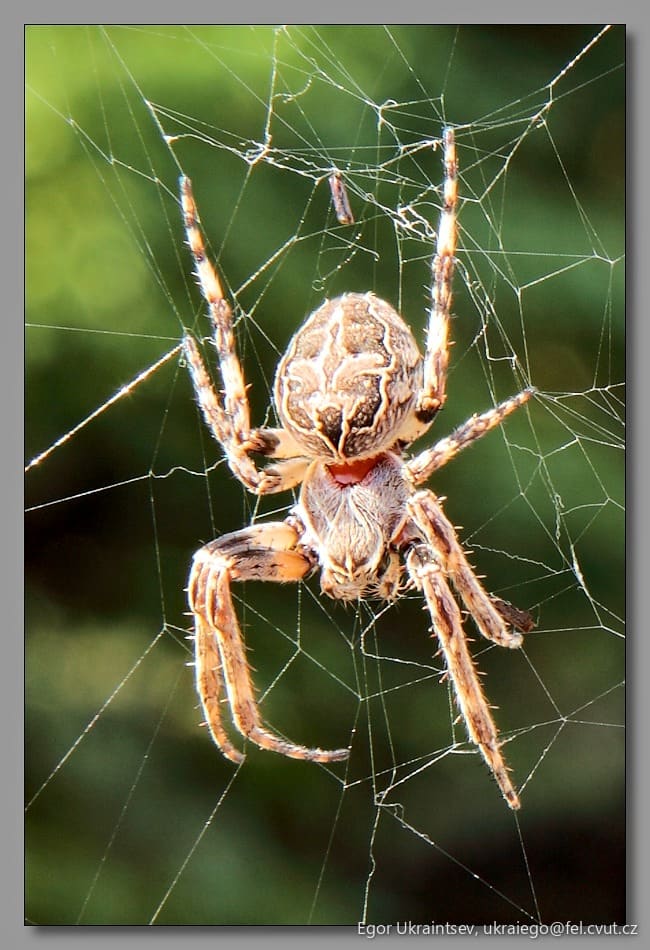 Garden spider