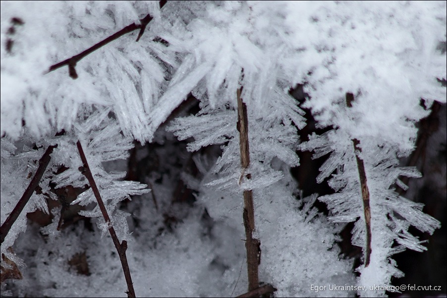 Frost on a tree branch