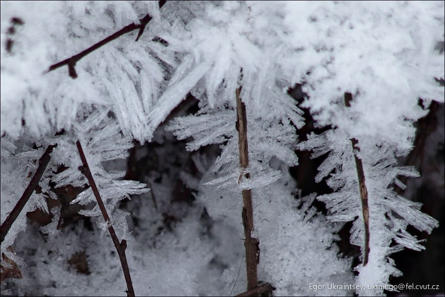 Frost on a tree branch