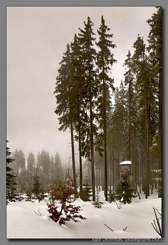 Trees in the snow