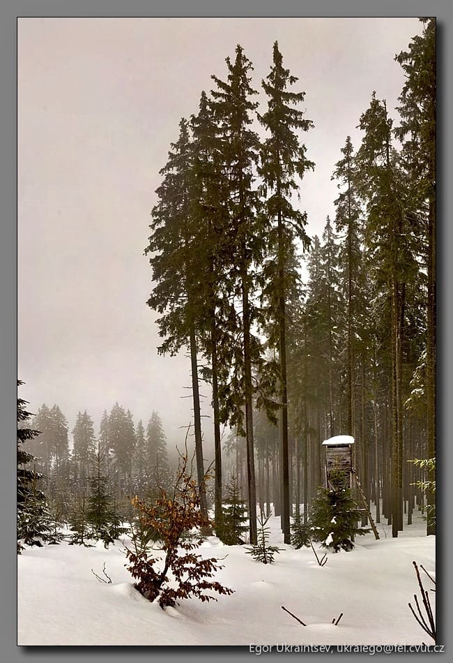 Trees in the snow