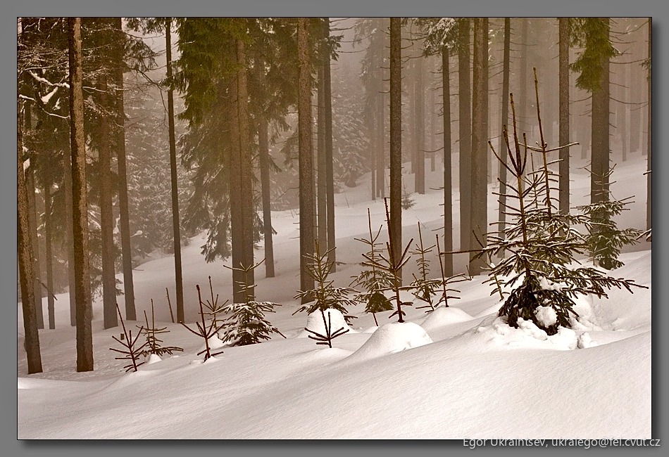 Pine tree in the snow